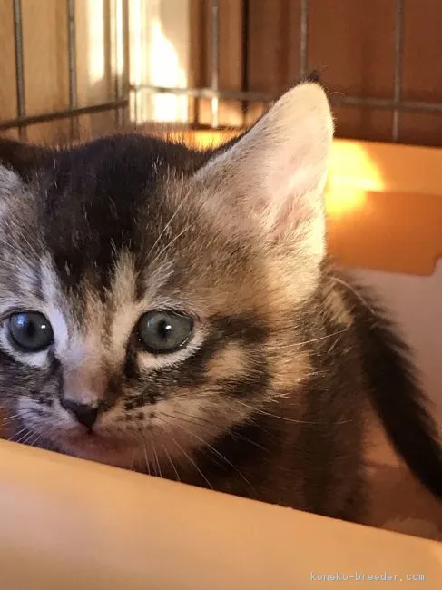 ID:1710-00645の子猫