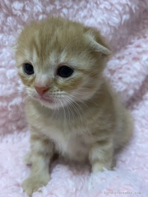 ID:2009-01840の子猫