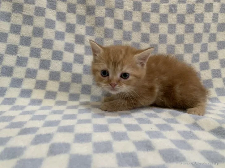 ID：2103-00208の子猫