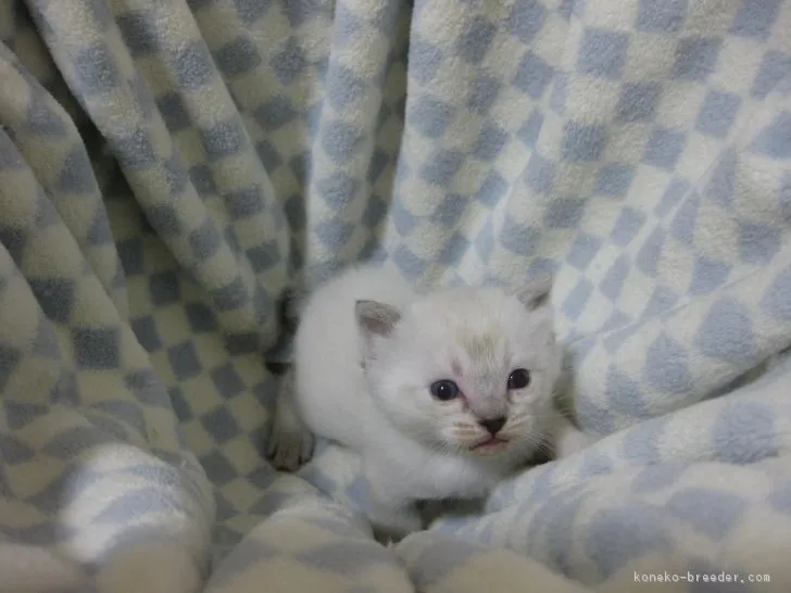 ID:1703-00368の子猫