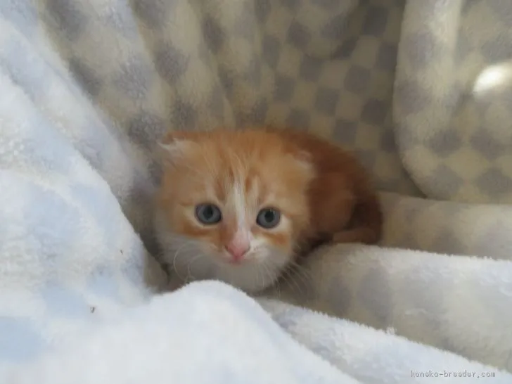 ID:1906-00353の子猫