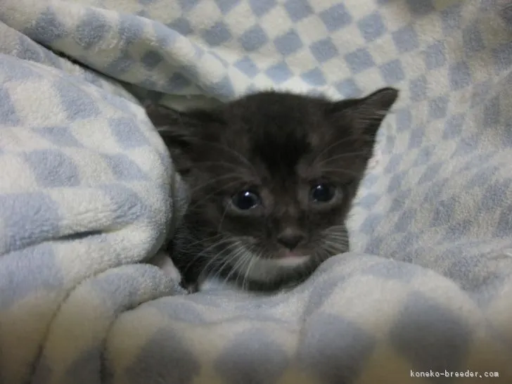 ID:1611-00925の子猫