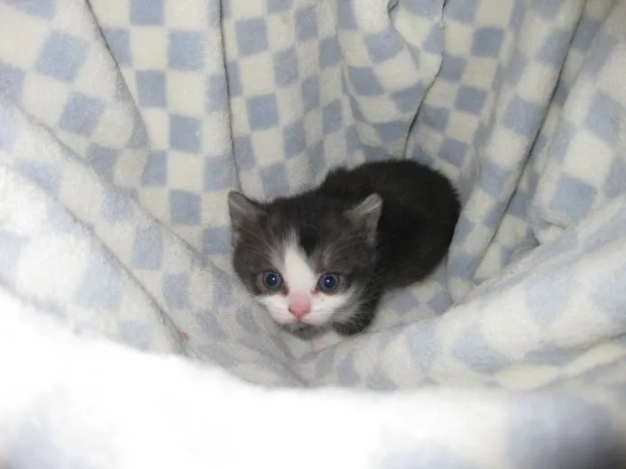 ID：1503-00357の子猫