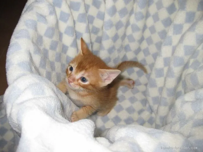 ID:1507-00256の子猫