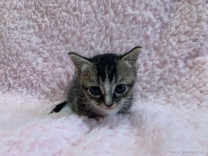 ID：2111-00933の子猫