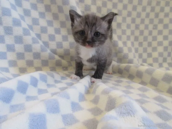 ID：2001-01376の子猫