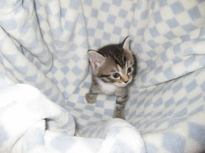 ID：1504-00080の子猫