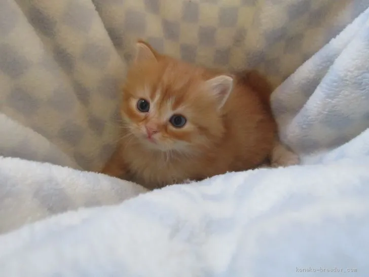 ID：1905-00602の子猫