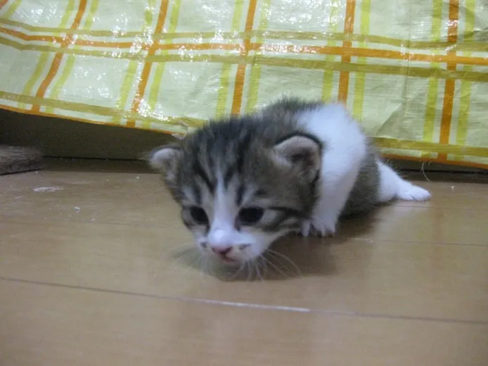 ID:1303-00151の子猫
