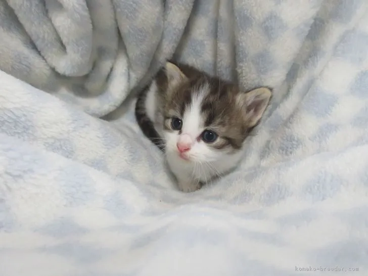 ID:1806-01076の子猫