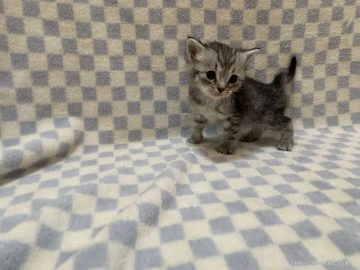 ID:2102-01357の子猫