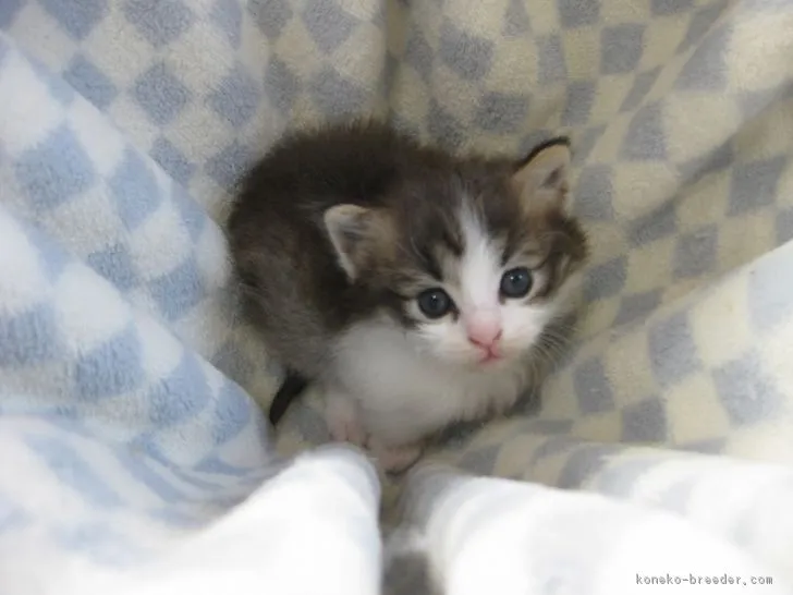 ID:1703-00746の子猫