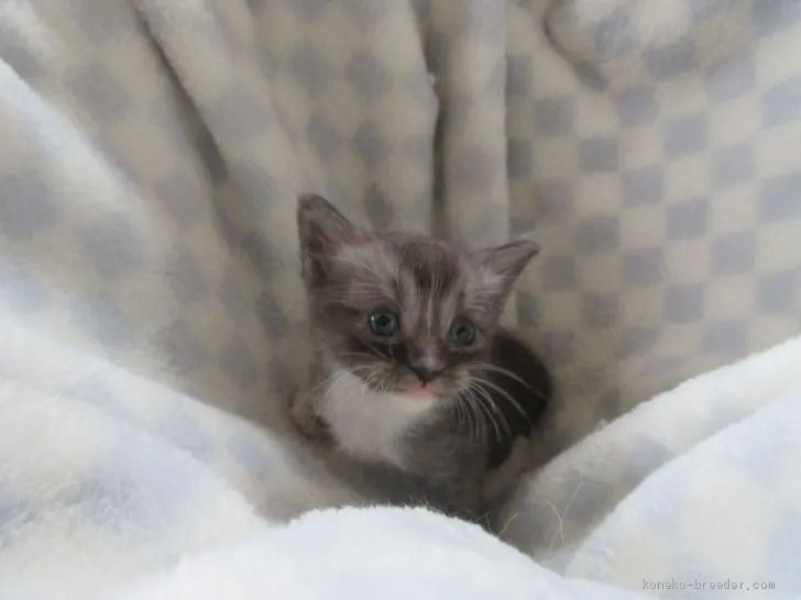 ID：1906-01193の子猫