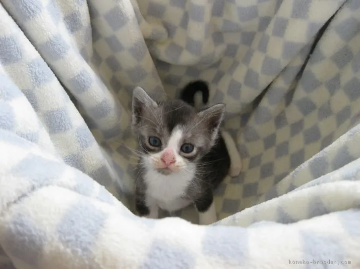 ID:1605-00539の子猫