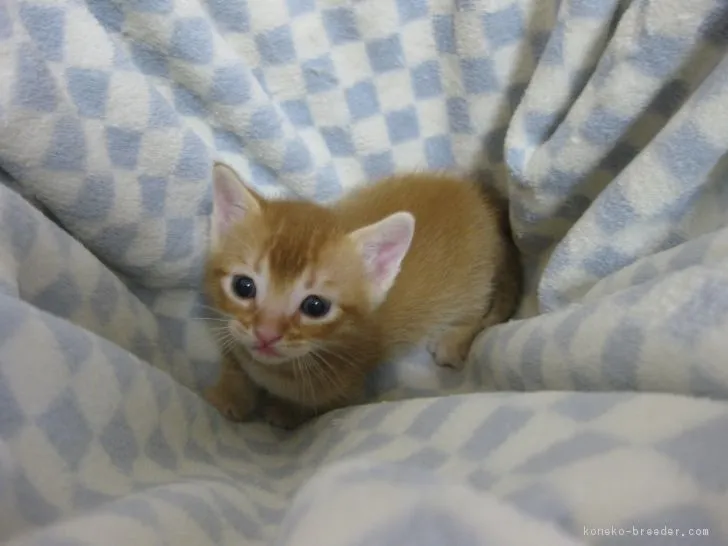 ID：1702-00292の子猫