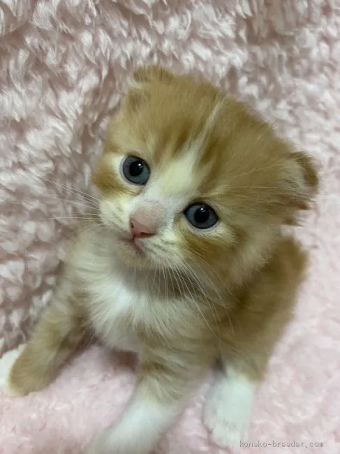ID:2007-02032の子猫