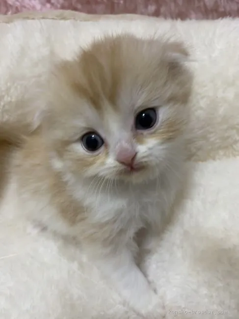 ID:2101-01229の子猫