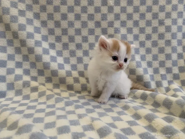 ID:2003-00923の子猫