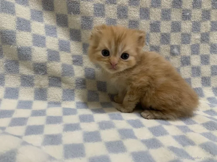 ID:2102-01128の子猫