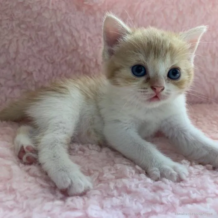 ID:2206-03433の子猫
