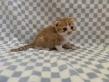 スコティッシュフォールド(折れ耳)【東京都・男の子・2020年2月16日・レッドタビー&ホワイト】の写真1