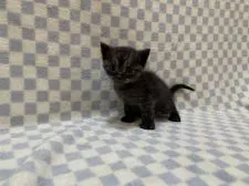 マンチカン(長足)【東京都・男の子・2021年1月23日・ブラックスモーク】の写真1