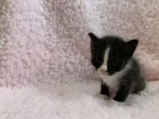 マンチカン(長足)【東京都・男の子・2020年7月6日・ブラックスモーク&ホワイト】の写真2