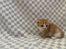 スコティッシュフォールド(折れ耳)【東京都・男の子・2020年2月16日・レッドタビー&ホワイト】の写真2