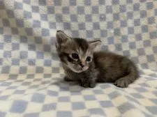 マンチカン(短足)【東京都・女の子・2020年11月5日・ブラウンパッチドタビー】の写真2