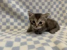 マンチカン(短足)【東京都・女の子・2020年11月5日・ブラウンパッチドタビー】の写真3