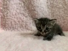 マンチカン(長足)【東京都・男の子・2020年7月6日・シルバーティックドタビー】の写真4