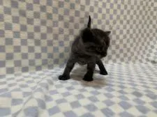 マンチカン(長足)【東京都・男の子・2021年1月23日・ブラックスモーク】の写真4