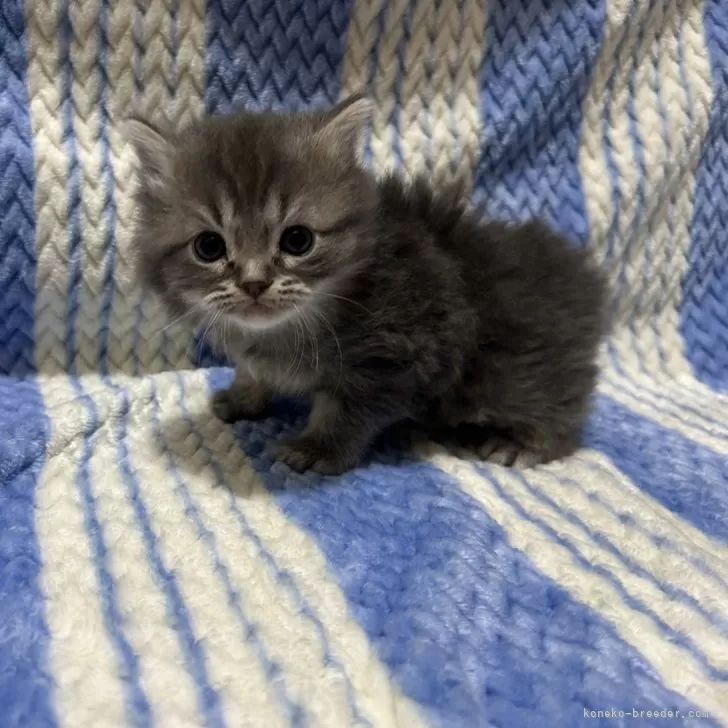 ID:2501-02273の子猫