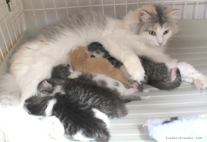 加藤直子ブリーダーのブログ：子猫が生まれています♪