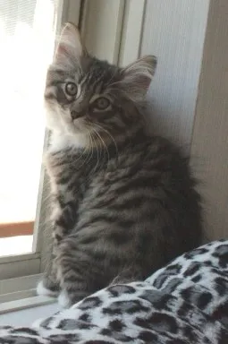 ID:1209-00035の子猫