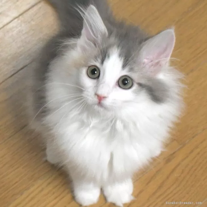 ID:2410-02392の子猫