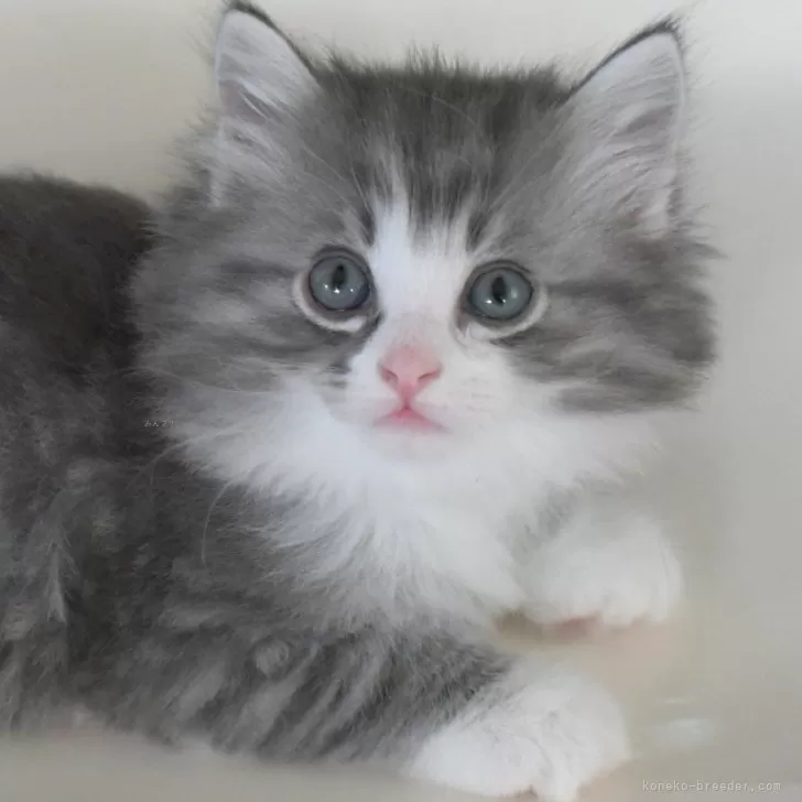 ID：2406-00881の子猫