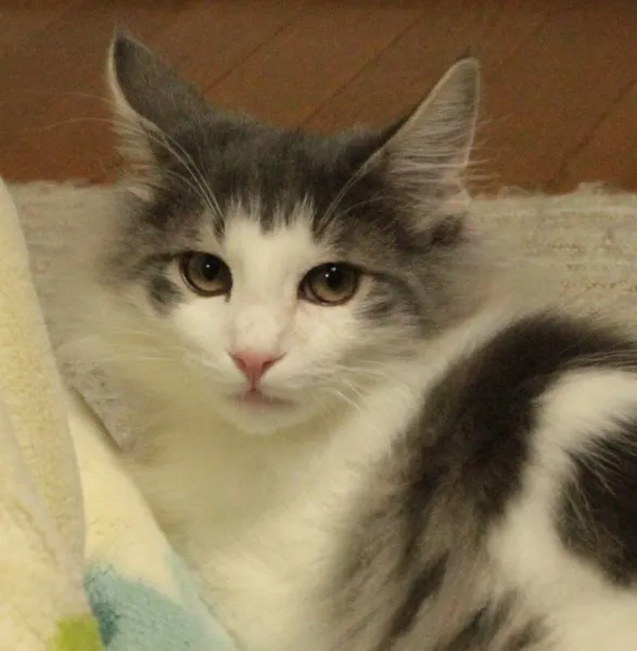 ID:1310-00102の子猫