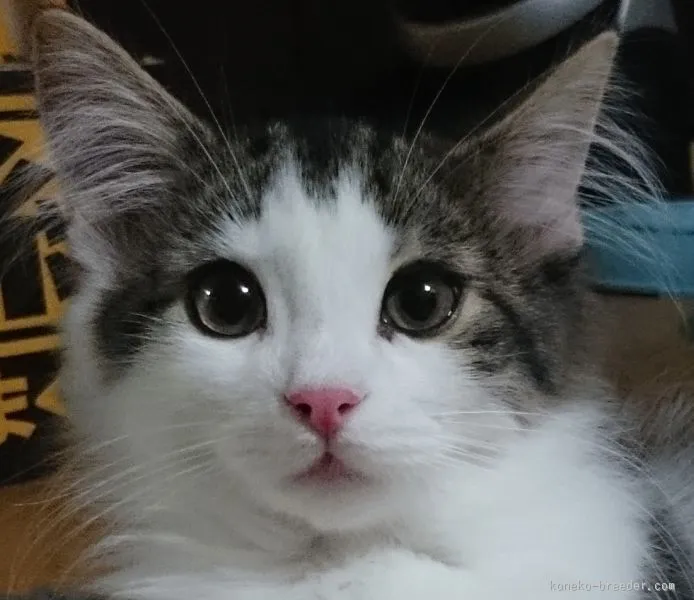 ID:1503-00273の子猫