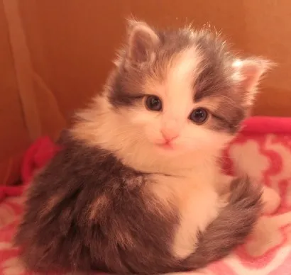 ID：1303-00125の子猫