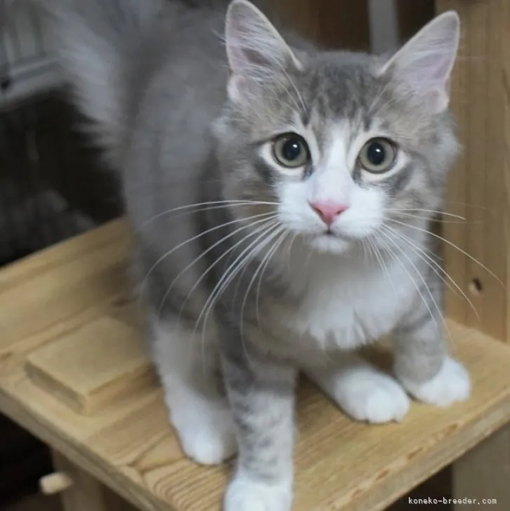 ID:2305-01923の子猫