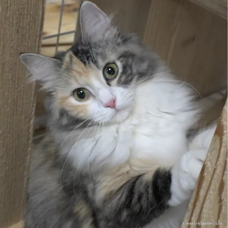 ID：2308-02854の子猫