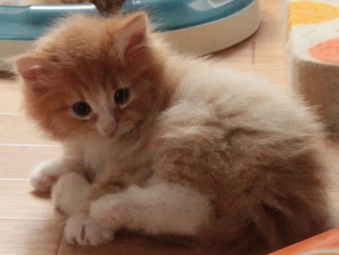 ID:1309-00164の子猫