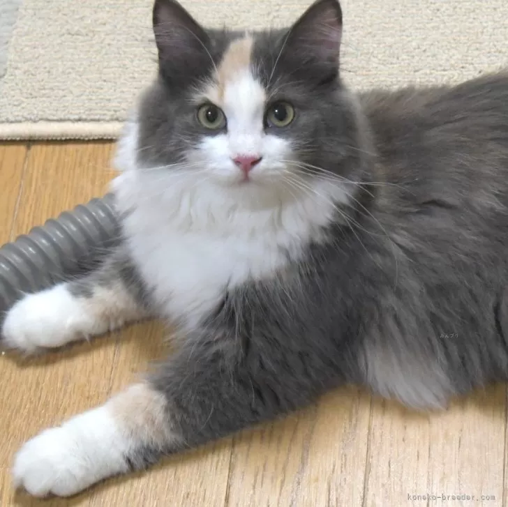 みぃ 様のお迎えした子猫