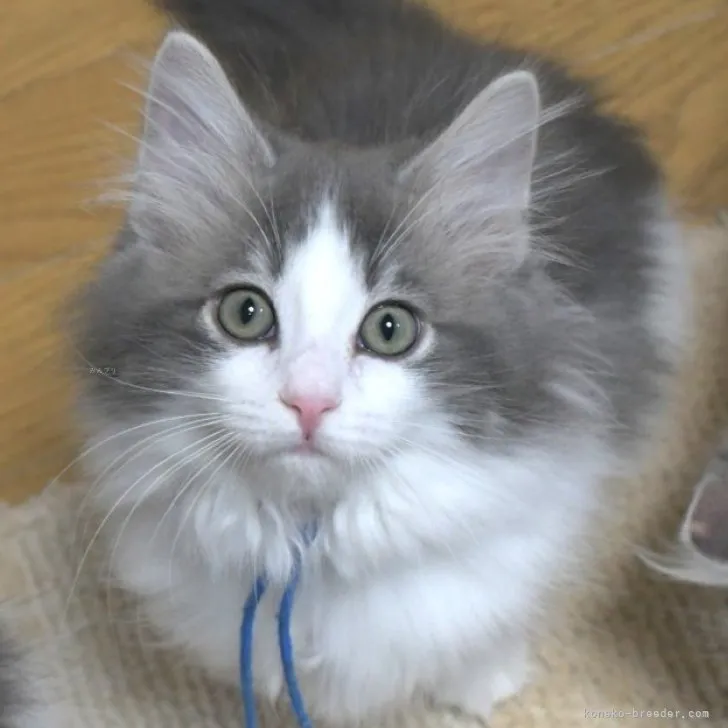 ID:2310-01254の子猫