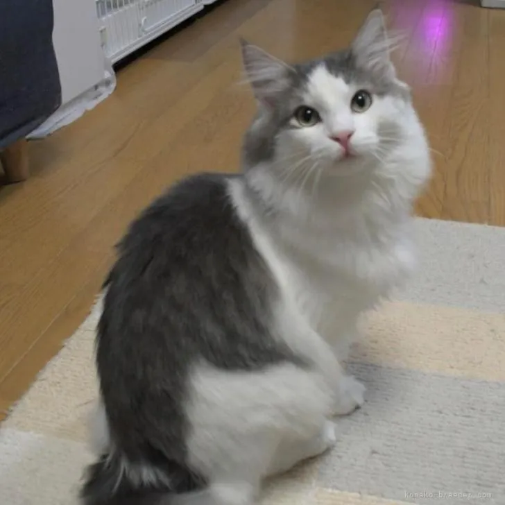 ID：2208-03122の子猫