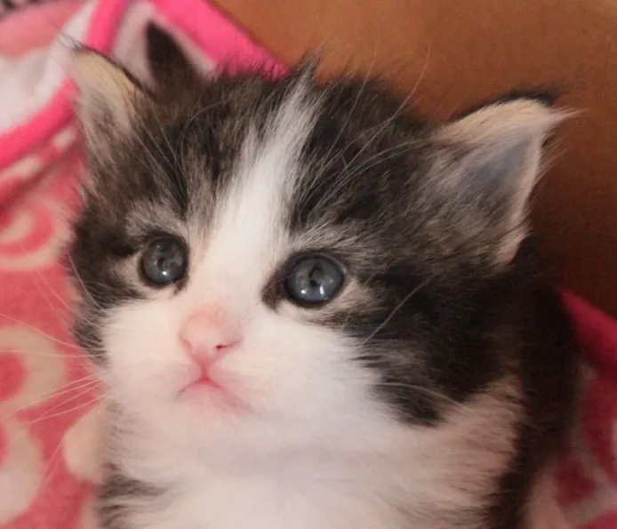 ID:1402-00040の子猫