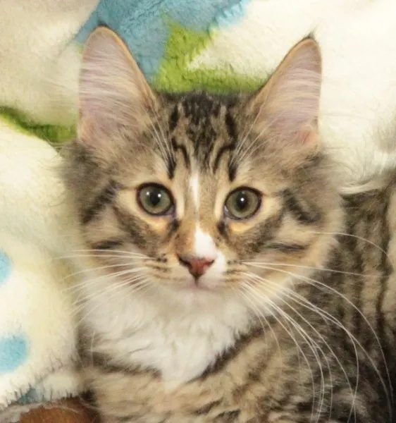 ID:1308-00148の子猫