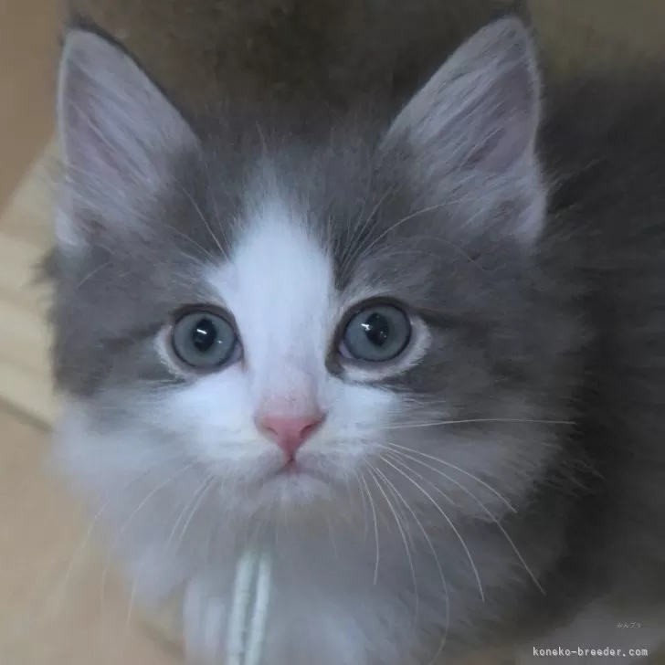 ID:2408-02700の子猫