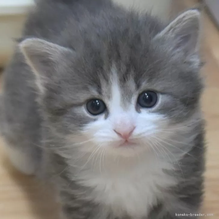 おかめいんこ 様のお迎えした子猫